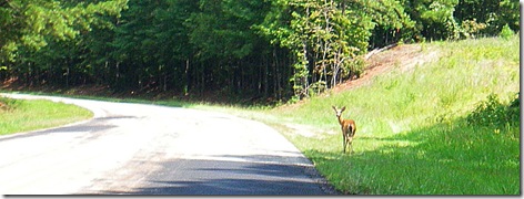 Bambi